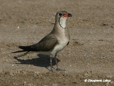 Collared Pranticole / Rdvinget Braksvale