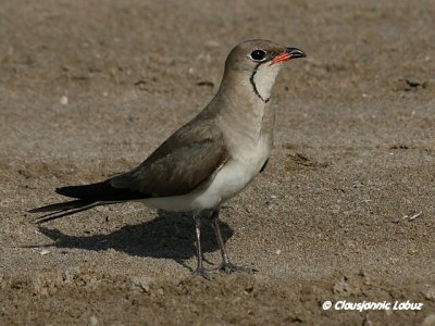 Collared Pranticole / Rdvinget Braksvale