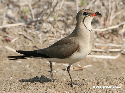 Collared Pranticole / Rdvinget Braksvale