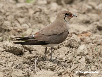 Collared Pranticole / Rdvinget Braksvale