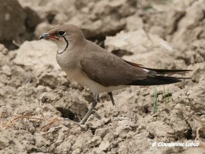 Collared Pranticole / Rdvinget Braksvale