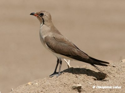 Collared Pranticole / Rdvinget Braksvale