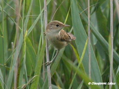 Reed Warbler / Rrsanger