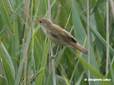 Reed Warbler / Rrsanger