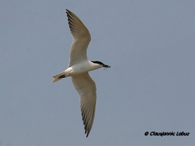 Gullbilled Tern / Sandterne