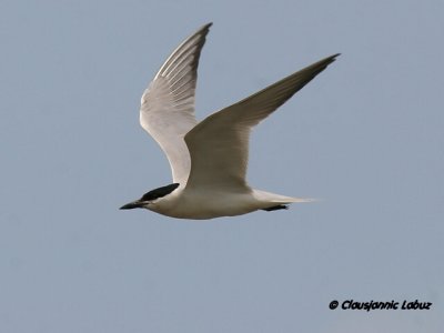 Gullbilled Tern / Sandterne