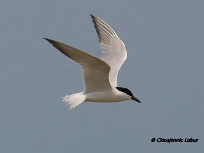 Gullbilled Tern / Sandterne