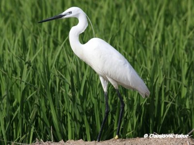 Little Egret / Silkehejre