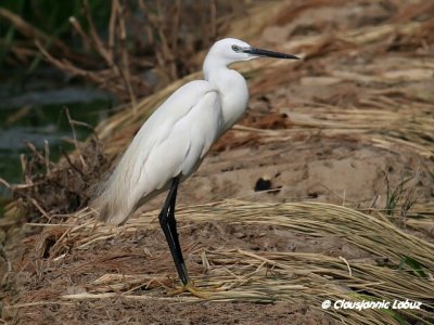 Little Egret / Silkehejre