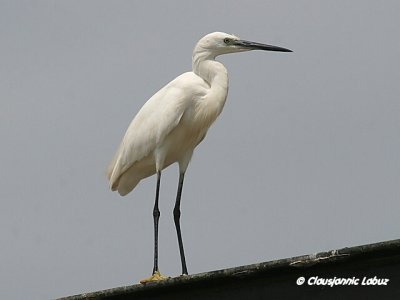 Little Egret / Silkehejre