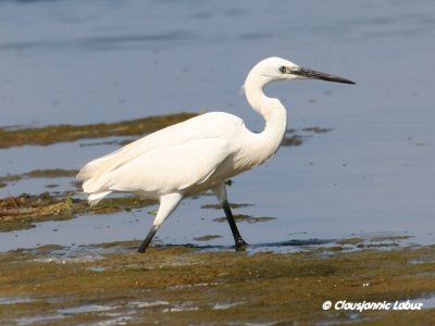 Little Egret / Silkehejre