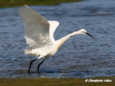 Little Egret / Silkehejre