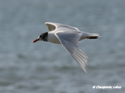 Mediterenian Gull / Sorthovedet Mge