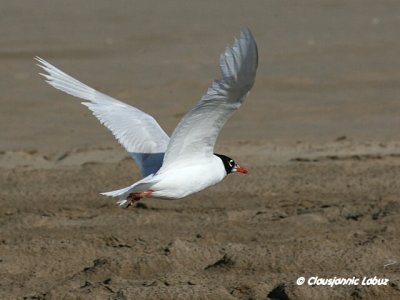 Mediterenian Gull / Sorthovedet Mge