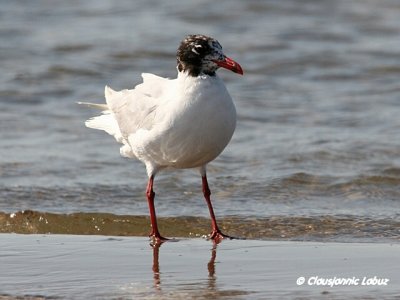 Mediterenian Gull / Sorthovedet Mge