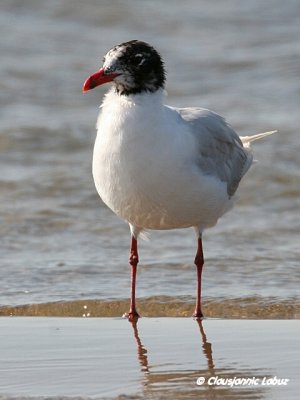 Mediterenian Gull / Sorthovedet Mge