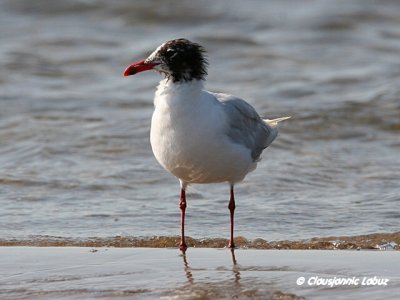 Mediterenian Gull / Sorthovedet Mge