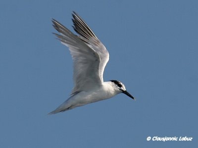 Sandwich Tern / Splitterne