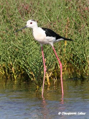 Blackwinged Stilt / Styltelber