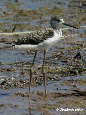 Blackwinged Stilt / Styltelber