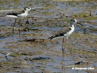 Blackwinged Stilt / Styltelber