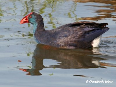 Purple Swamphen / Sultanhne - Beautifull bird