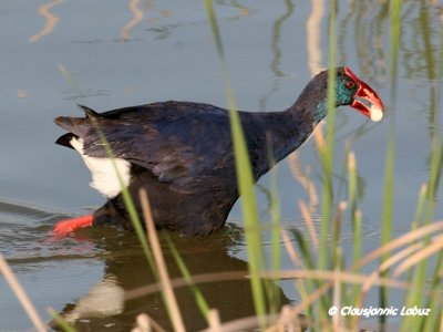Purple Swamphen / Sultanhne - Beautifull bird