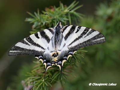 Swallowtail / Svalehale