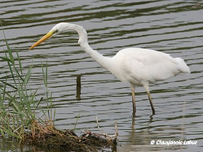 Great White Egret / Slvhejre