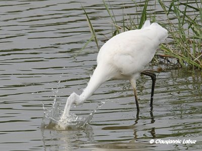 Great White Egret / Slvhejre