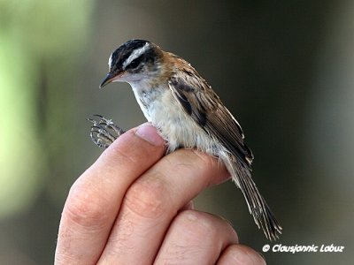 Moustached Warbler / Tamarisksanger  - Ringing with Audouin Birding / Ringmrkning med Audouin Birding