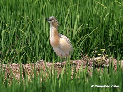 Squacco Heron / Tophejre