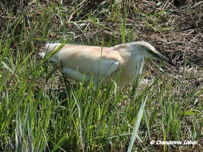 Squacco Heron / Tophejre