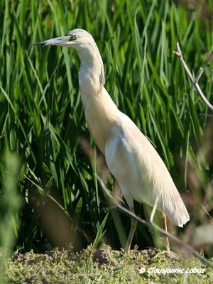 Squacco Heron / Tophejre