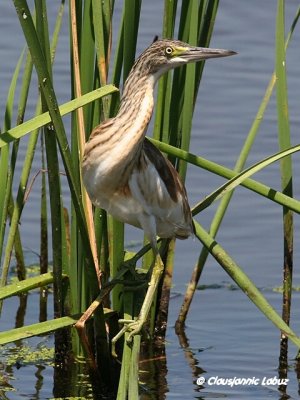 Squacco Heron / Tophejre
