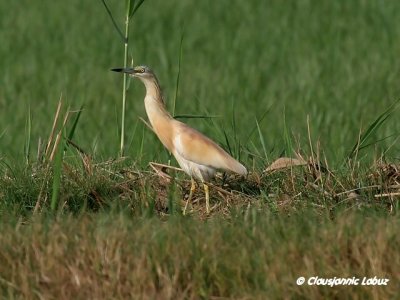 Squacco Heron / Tophejre