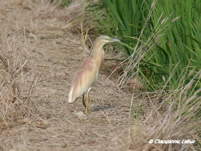Squacco Heron / Tophejre