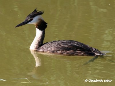 Great Crested Grebe / Toppet Lappedykker