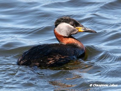 Red-necked Grebe / Gråstrubet Lappedykker