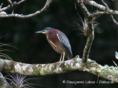Green Heron / Krabbehejre