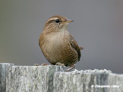 (Winter) Wren / Glrdesmutte