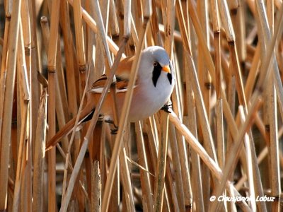 Beared Reedling / Skgmejse