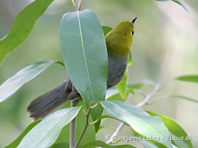 Yellowheaded Warbler / Gulhovedet Cubasanger