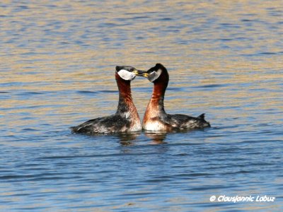 Red-necked Grebe / Gråstrubet Lappedykker