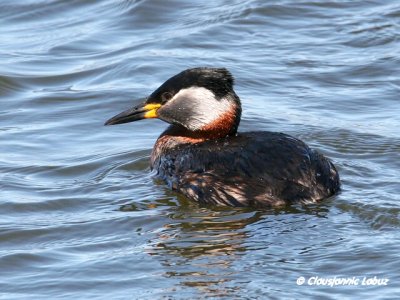 Red-necked Grebe / Gråstrubet Lappedykker