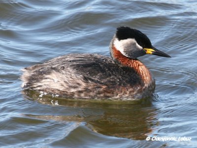 Red-necked Grebe / Gråstrubet Lappedykker