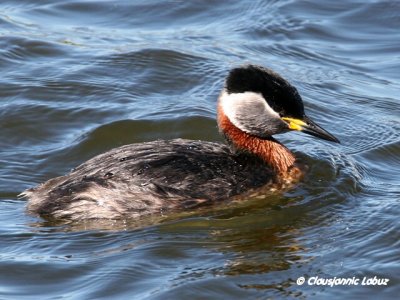 Red-necked Grebe / Gråstrubet Lappedykker