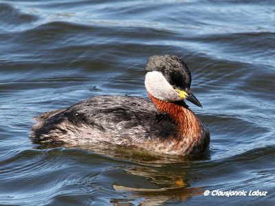 Red-necked Grebe / Gråstrubet Lappedykker