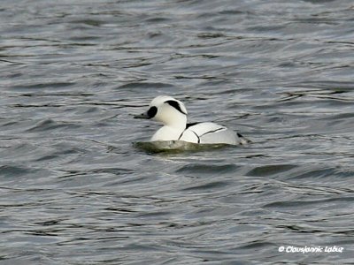 Smew / Lille Skallesluger