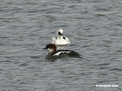 Smew / Lille Skallesluger